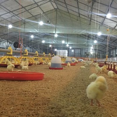 Εσωτερική άποψη πτηνοτροφικής μονάδας